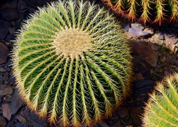 thumbnail_Flover_cactus-1.jpg